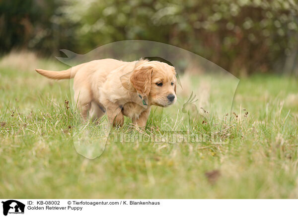 Golden Retriever Welpe / Golden Retriever Puppy / KB-08002