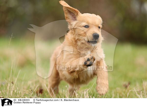 Golden Retriever Welpe / Golden Retriever Puppy / KB-08003