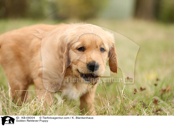 Golden Retriever Welpe / Golden Retriever Puppy / KB-08004