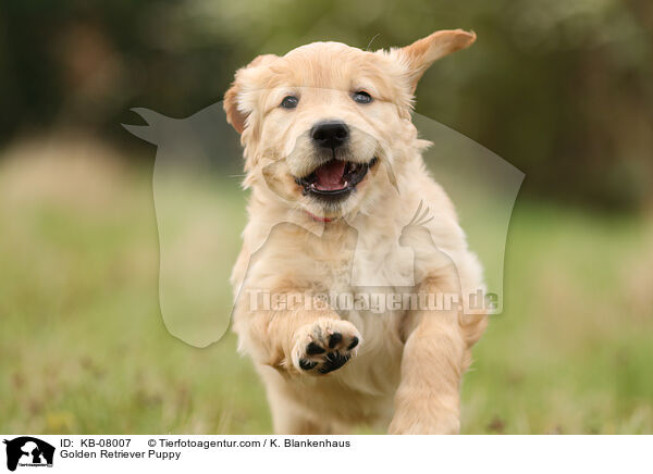 Golden Retriever Welpe / Golden Retriever Puppy / KB-08007