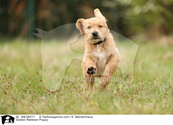 Golden Retriever Welpe / Golden Retriever Puppy / KB-08011