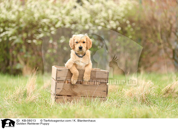 Golden Retriever Welpe / Golden Retriever Puppy / KB-08013