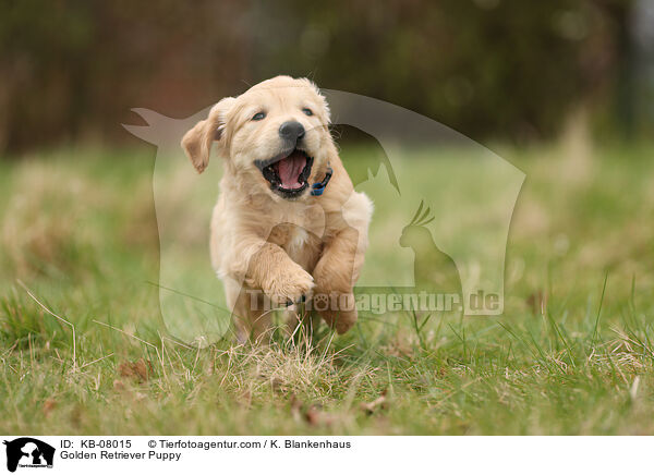 Golden Retriever Welpe / Golden Retriever Puppy / KB-08015