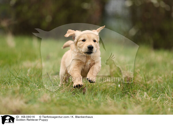 Golden Retriever Welpe / Golden Retriever Puppy / KB-08016