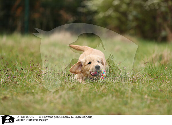 Golden Retriever Welpe / Golden Retriever Puppy / KB-08017