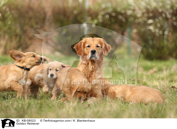 Golden Retriever / Golden Retriever / KB-08023