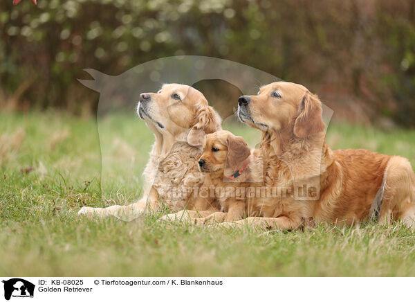 Golden Retriever / Golden Retriever / KB-08025