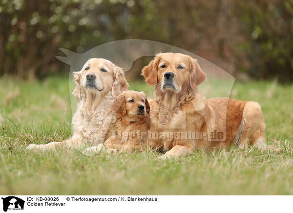 Golden Retriever / Golden Retriever / KB-08026