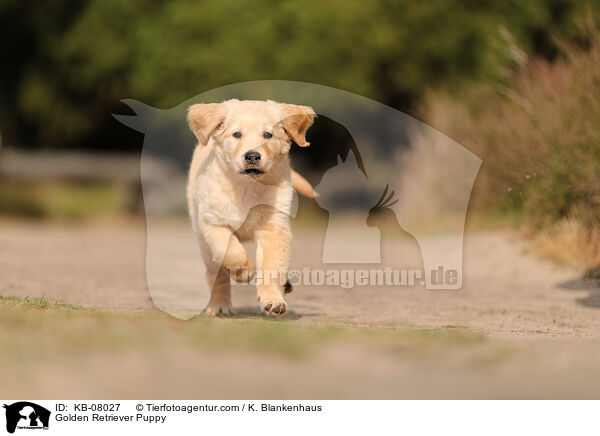 Golden Retriever Welpe / Golden Retriever Puppy / KB-08027