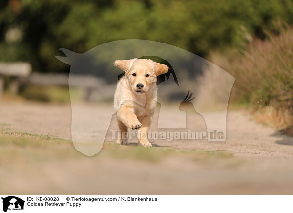 Golden Retriever Welpe / Golden Retriever Puppy / KB-08028