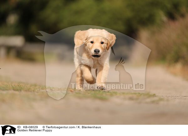 Golden Retriever Welpe / Golden Retriever Puppy / KB-08029