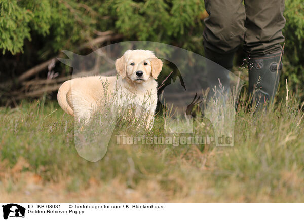 Golden Retriever Welpe / Golden Retriever Puppy / KB-08031