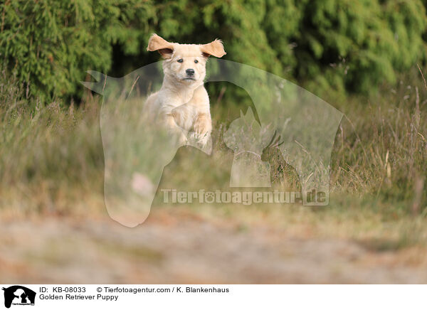 Golden Retriever Welpe / Golden Retriever Puppy / KB-08033