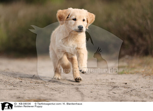 Golden Retriever Welpe / Golden Retriever Puppy / KB-08036