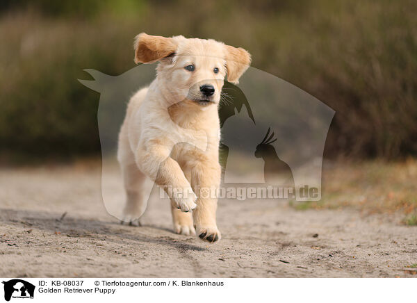 Golden Retriever Welpe / Golden Retriever Puppy / KB-08037