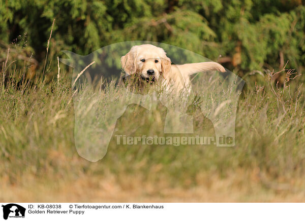 Golden Retriever Welpe / Golden Retriever Puppy / KB-08038