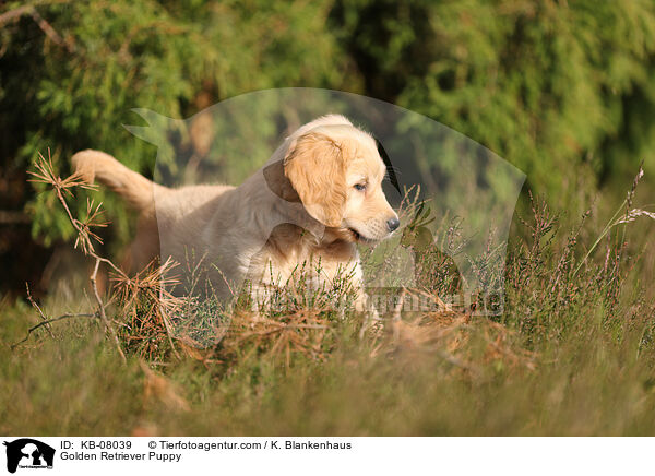 Golden Retriever Welpe / Golden Retriever Puppy / KB-08039