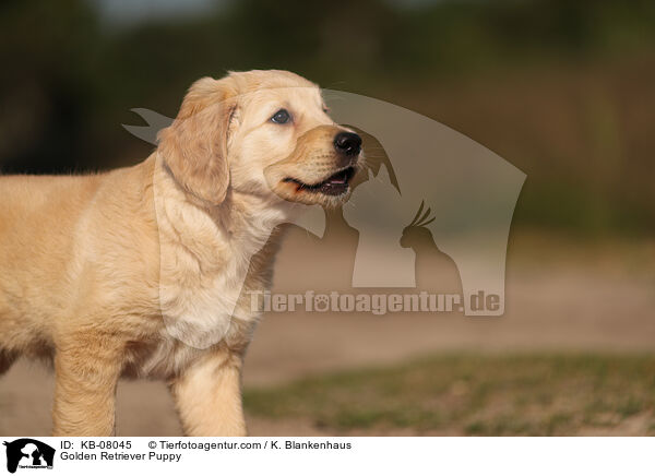 Golden Retriever Welpe / Golden Retriever Puppy / KB-08045
