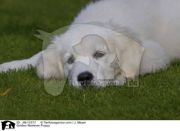 Golden Retriever Welpe / Golden Retriever Puppy / JM-13317