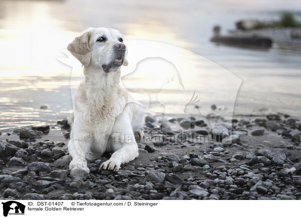 Golden Retriever Hndin / female Golden Retriever / DST-01407