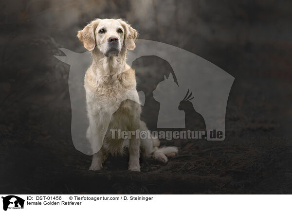 Golden Retriever Hndin / female Golden Retriever / DST-01456