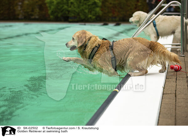 Golden Retriever im Schwimmbad / Golden Retriever at swimming bath / SK-02502