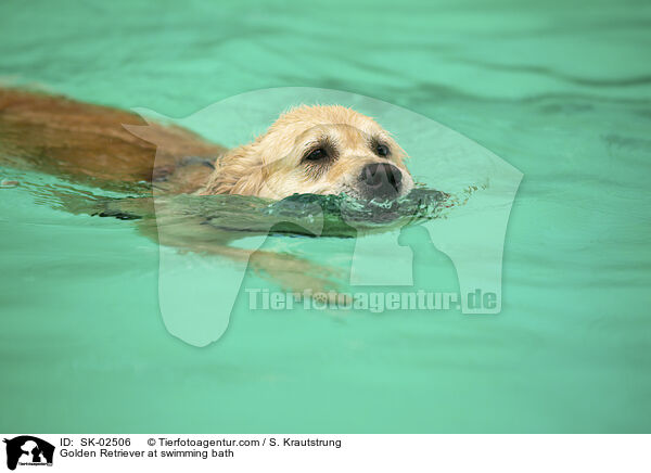 Golden Retriever im Schwimmbad / Golden Retriever at swimming bath / SK-02506