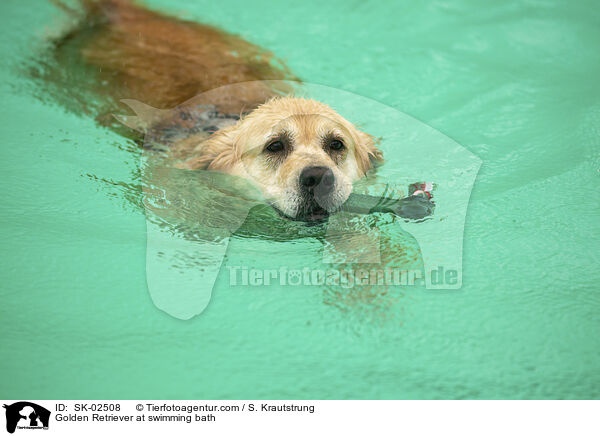 Golden Retriever im Schwimmbad / Golden Retriever at swimming bath / SK-02508