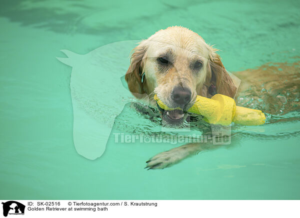 Golden Retriever im Schwimmbad / Golden Retriever at swimming bath / SK-02516