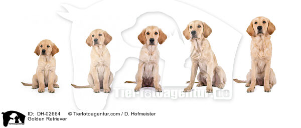 Golden Retriever / Golden Retriever / DH-02664