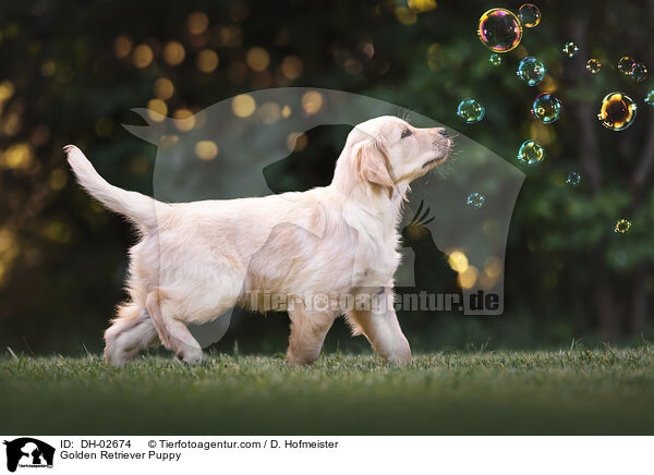 Golden Retriever Welpe / Golden Retriever Puppy / DH-02674