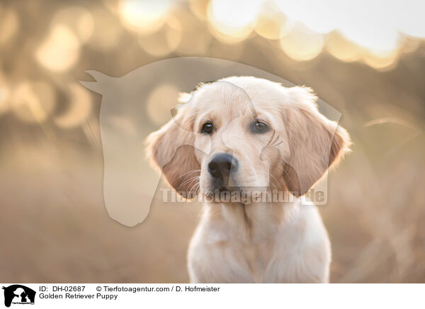 Golden Retriever Welpe / Golden Retriever Puppy / DH-02687