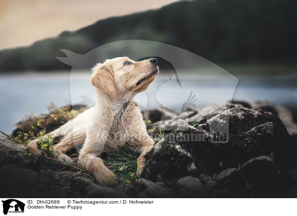 Golden Retriever Welpe / Golden Retriever Puppy / DH-02689