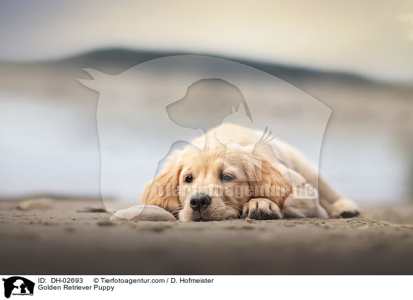 Golden Retriever Welpe / Golden Retriever Puppy / DH-02693