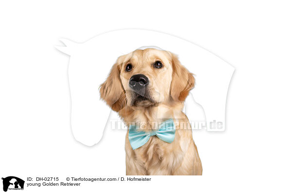 junger Golden Retriever / young Golden Retriever / DH-02715