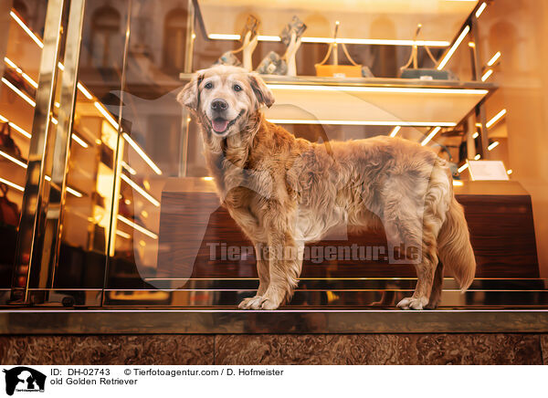 alter Golden Retriever / old Golden Retriever / DH-02743