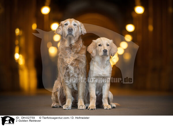 2 Golden Retriever / 2 Golden Retriever / DH-02759