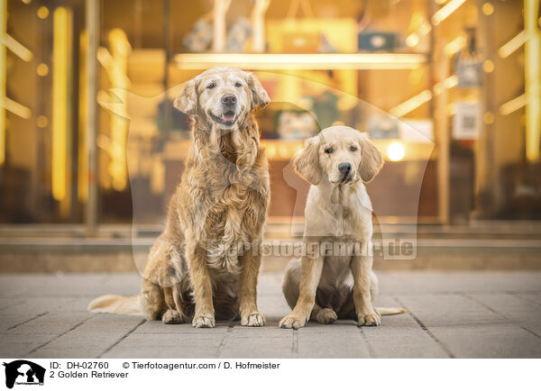 2 Golden Retriever / 2 Golden Retriever / DH-02760