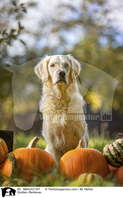 Golden Retriever / Golden Retriever / MAH-03167