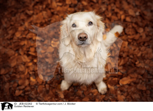 Golden Retriever / Golden Retriever / JEB-02282