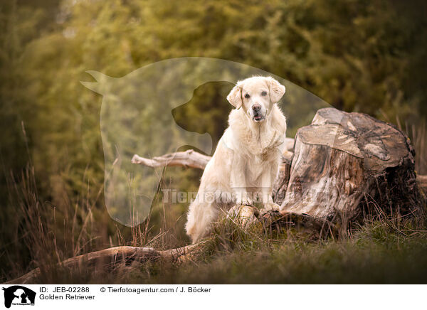 Golden Retriever / Golden Retriever / JEB-02288