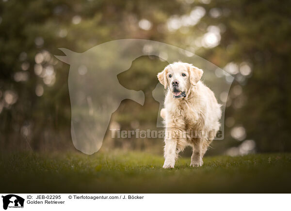 Golden Retriever / Golden Retriever / JEB-02295