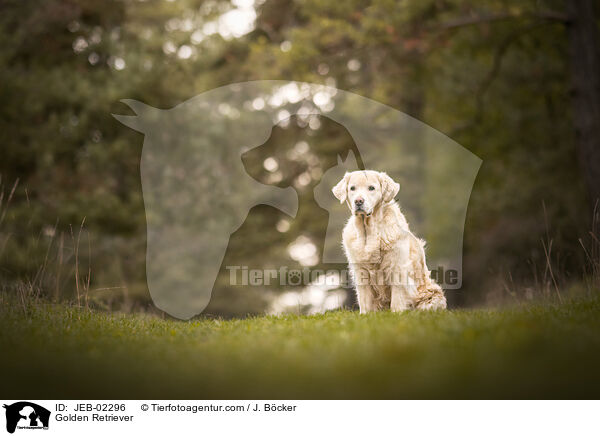 Golden Retriever / Golden Retriever / JEB-02296