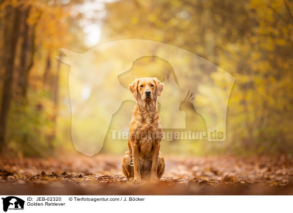 Golden Retriever / Golden Retriever / JEB-02320