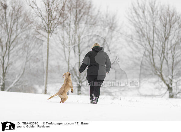 junger Golden Retriever / young Golden Retriever / TBA-02576