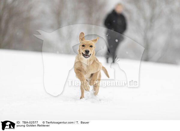 junger Golden Retriever / young Golden Retriever / TBA-02577