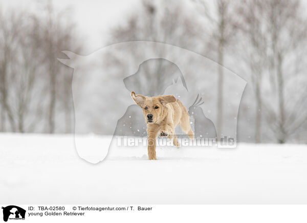 junger Golden Retriever / young Golden Retriever / TBA-02580