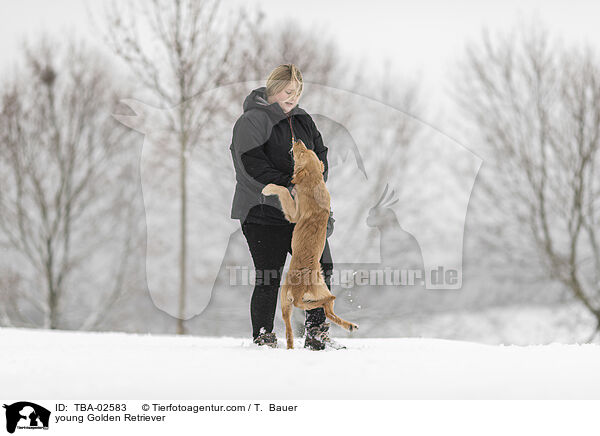 junger Golden Retriever / young Golden Retriever / TBA-02583