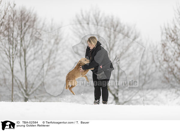 junger Golden Retriever / young Golden Retriever / TBA-02584