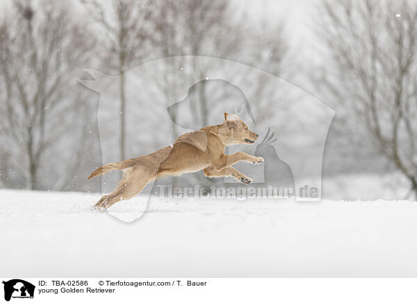 junger Golden Retriever / young Golden Retriever / TBA-02586